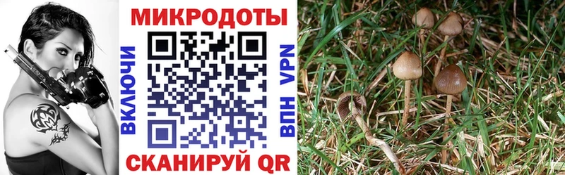 blacksprut ссылки  хочу   Питкяранта  Псилоцибиновые грибы мухоморы 